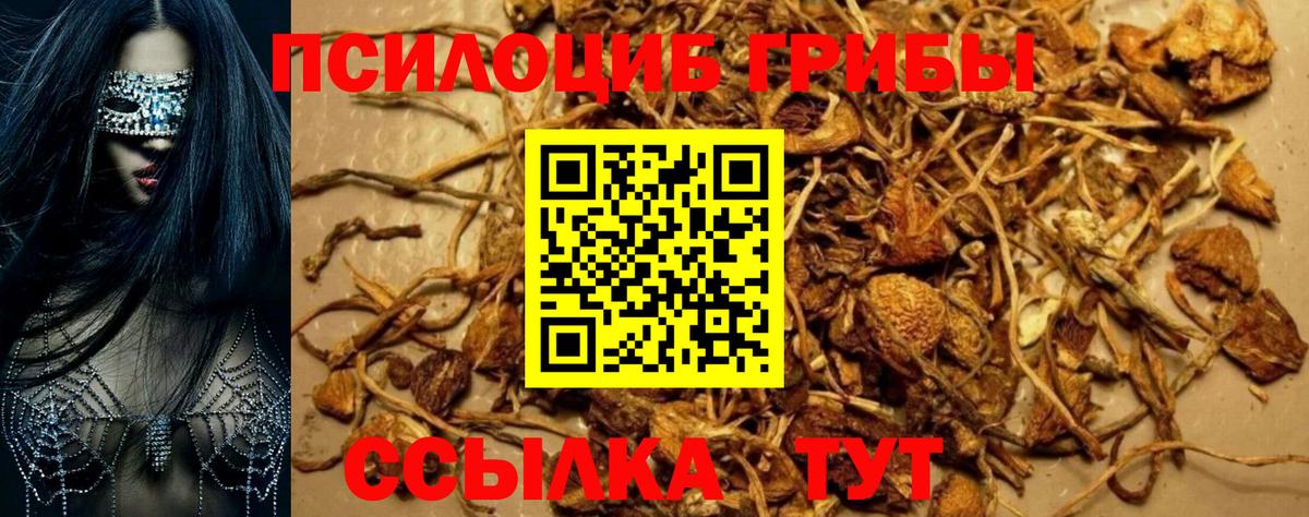 Галлюциногенные грибы Psilocybine cubensis Горячий Ключ